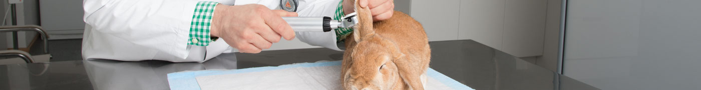 Veterinary ENT Diagnostic Instruments